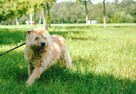 Tunia szuka cudownego i cierpliwego domu!