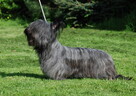 szczenięta SKYE TERRIER po championach FCI cert. do wglądu - 6