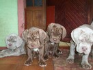Mastino Napoletano.Mastif Neapolitański - szczenięta - 2