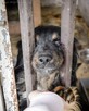 Cudowny Eros czeka na dom! Adoptuj!