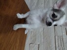 Chihuahua suczki