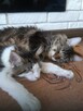Maine coon - 3