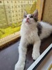 Maine coon - 1