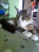 Maine coon - 4