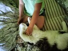 Maine coon - 2