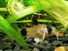Kirys panda rybki akwariowe sprzątające dno - 2