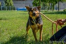 Młody pies do adopcji