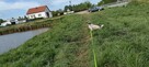Wyprowadzę psa, opieka nad zwierzętami, psem, kotem - 7