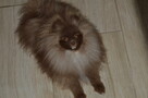 Pomeranian/ szpic miniaturowy . sliczne szczenieta. Gdansk - 9