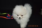 Pomeranian/ szpic miniaturowy . sliczne szczenieta. Gdansk - 8