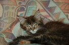 Maine Coon - 1