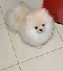 Pomeranian/ szpic miniaturowy . sliczne szczenieta. Gdansk - 7
