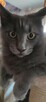 Jedyna, Niebieska Kotka Maine Coon, Polydactyl - 4