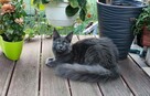 Jedyna, Niebieska Kotka Maine Coon, Polydactyl - 9