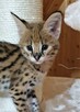 serval afrykański kocieta - 2