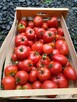 Pomidor malinowy i inne Bionaturalne! - 2