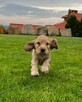 Cocker spaniel szczeniaki - 2