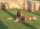 Cocker spaniel szczeniaki - 10