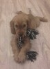 Cocker spaniel szczeniaki - 9