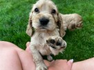Cocker spaniel szczeniaki - 3