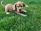 Cocker spaniel szczeniaki - 4