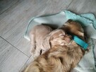 Cocker spaniel szczeniaki - 13