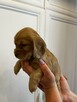 Cocker spaniel szczeniaki - 7