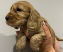 Cocker spaniel szczeniaki - 8