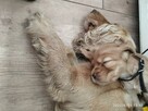 Cocker spaniel szczeniaki - 11