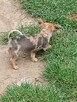 Chihuahua MINI -pieski do odbioru - 3