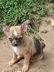 Chihuahua MINI -pieski do odbioru - 2