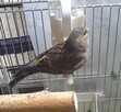 Samiczka bastard po makolągwie + klatka. - 2