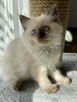 Kotka kot Ragdoll odbiór we wrześniu rodowód FPL FIFE - 1
