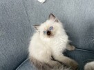 Kotka kot Ragdoll odbiór we wrześniu rodowód FPL FIFE - 3