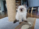 Kotka kot Ragdoll odbiór we wrześniu rodowód FPL FIFE - 2