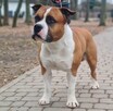 Sprzedam szczeniaka amstaff FCI - 5