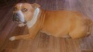 Sprzedam szczeniaka amstaff FCI - 4