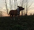 Sprzedam szczeniaka amstaff FCI - 6