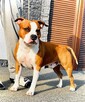 Sprzedam szczeniaka amstaff FCI - 3