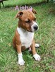 Sprzedam szczeniaka amstaff FCI - 1