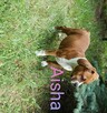 Sprzedam szczeniaka amstaff FCI - 2