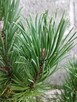 Kosodrzewina sadzonki w doniczkach Pinus mugo - 2