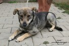 Fiołek Młody piesek szuka domu - 3