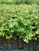 Buk zwyczajny sadzonki w doniczkach Fagus Sylvatica - 3