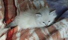 Piękne kocięta Ragdoll Rumia - 2