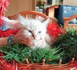 Piękne kocięta Ragdoll Rumia - 4