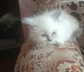 Piękne kocięta Ragdoll Rumia - 3