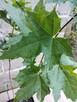 Klon zwyczajny sadzonki w doniczkach Acer platanoides - 2