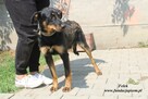 Felek wesoły pies szuka domu - 2