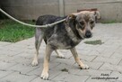 Fiołek Młody piesek szuka domu - 4